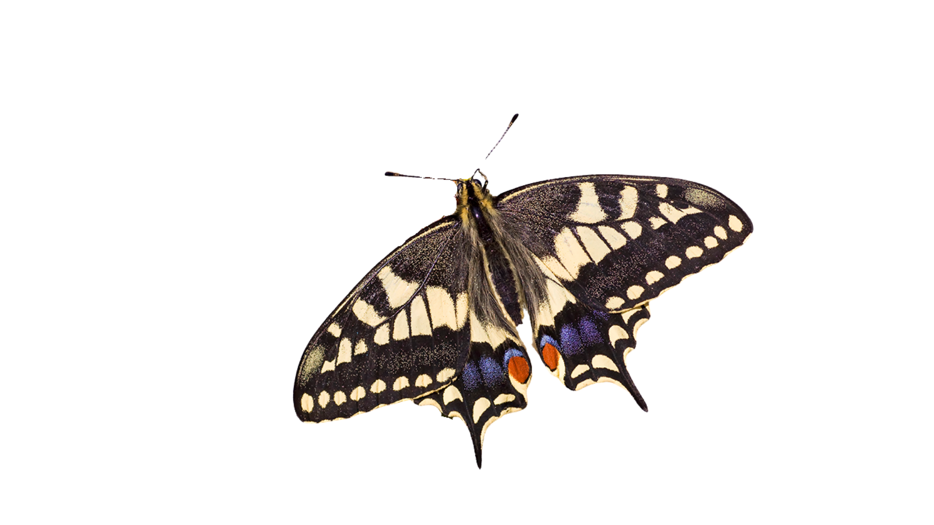 Colorful butterfly with black, yellow, white, blue, and orange wings perched on a surface.
