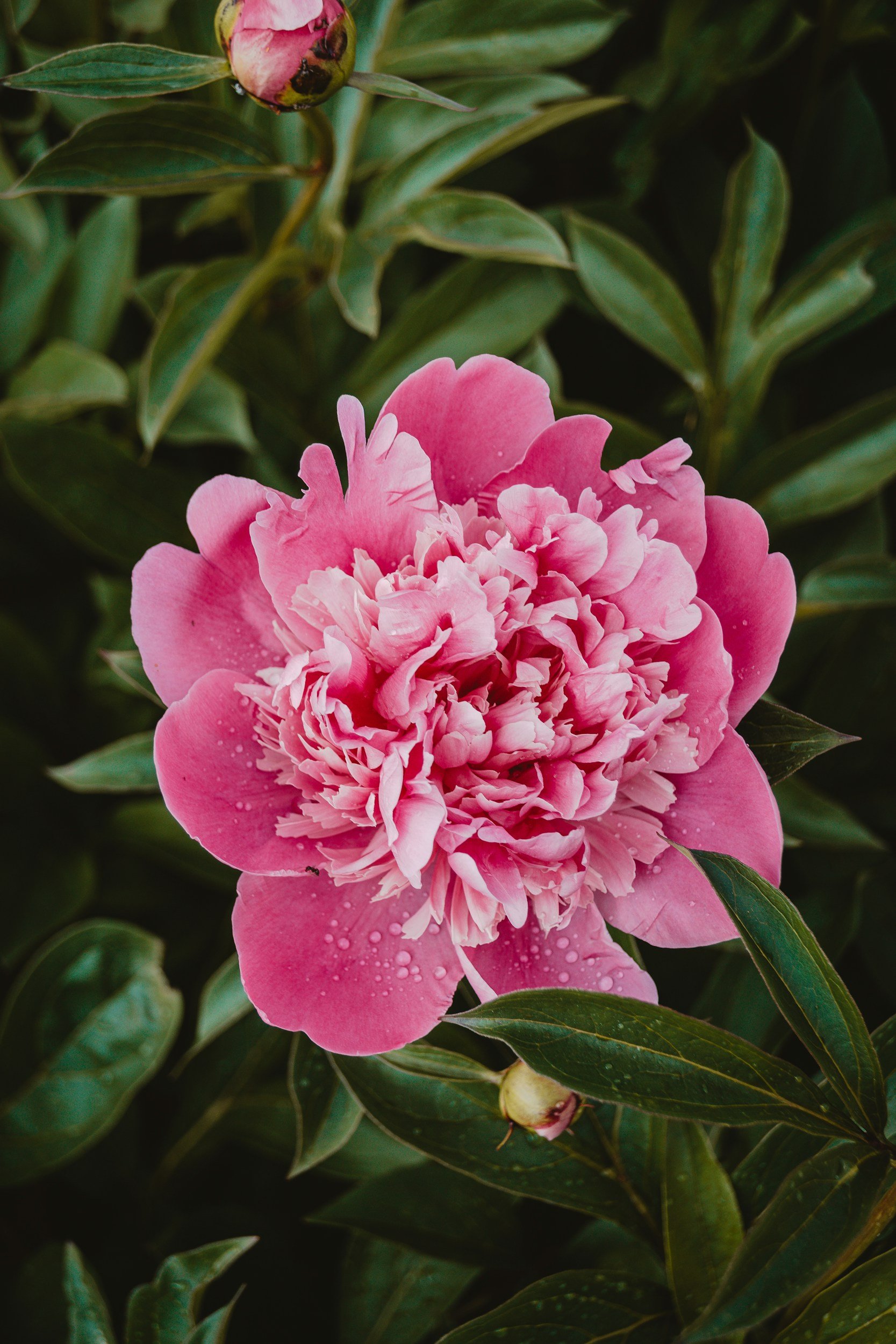 Close-up of a pink peony flower with dark green leaves in the background.