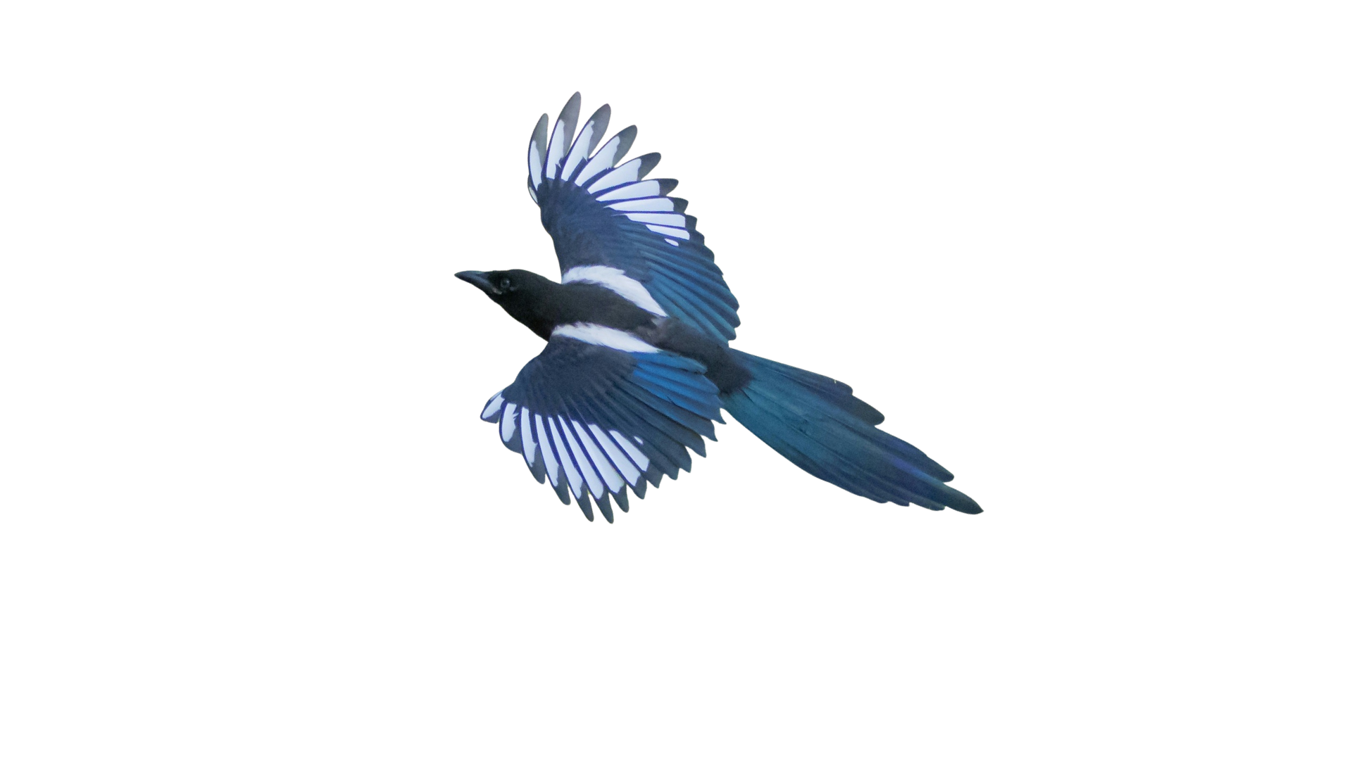 A black and white bird with blue wings flying against a black background.