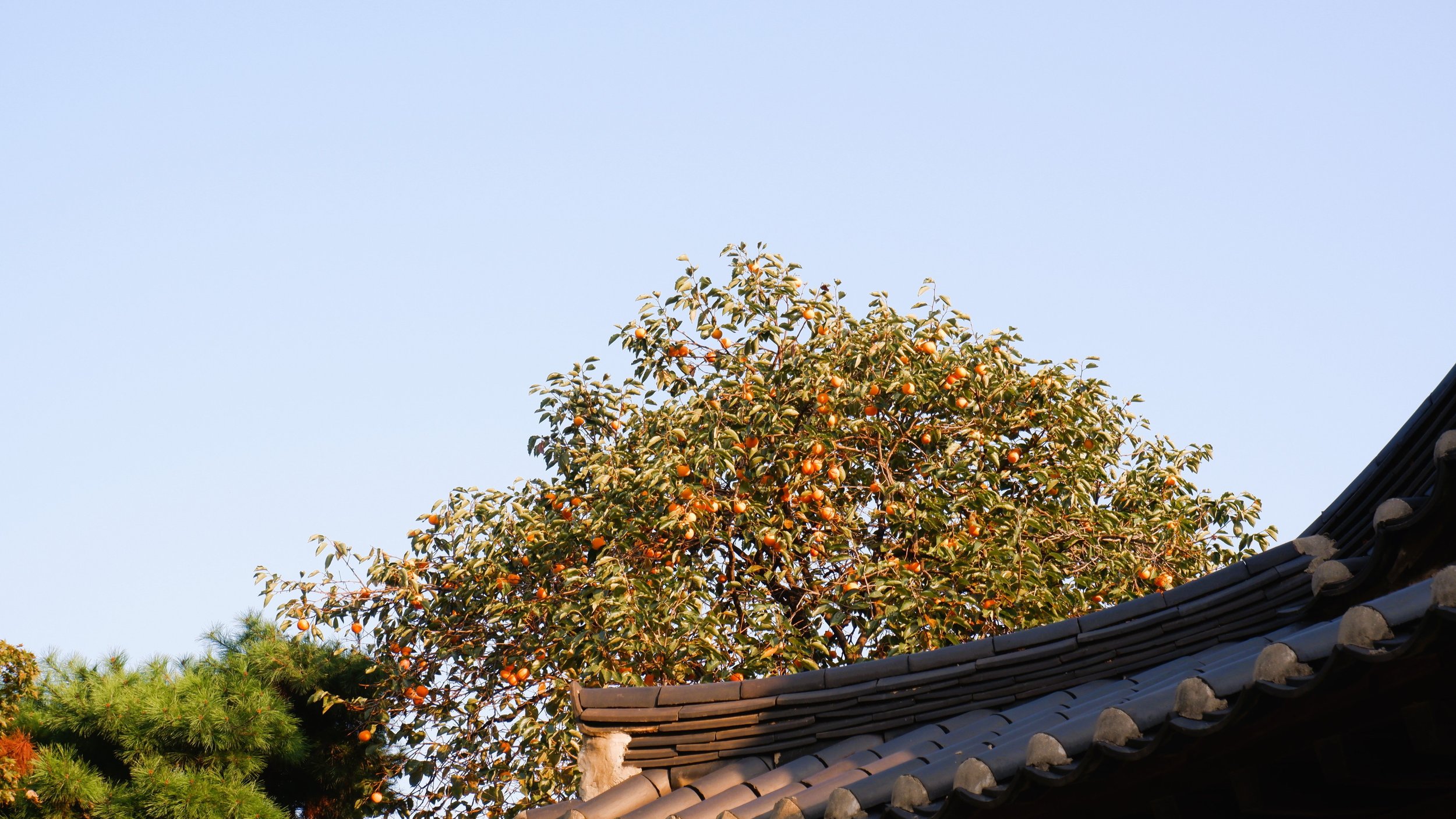 Tree with orange fruits next to a traditional Asian-style roof with gray tiles against a clear blue sky.