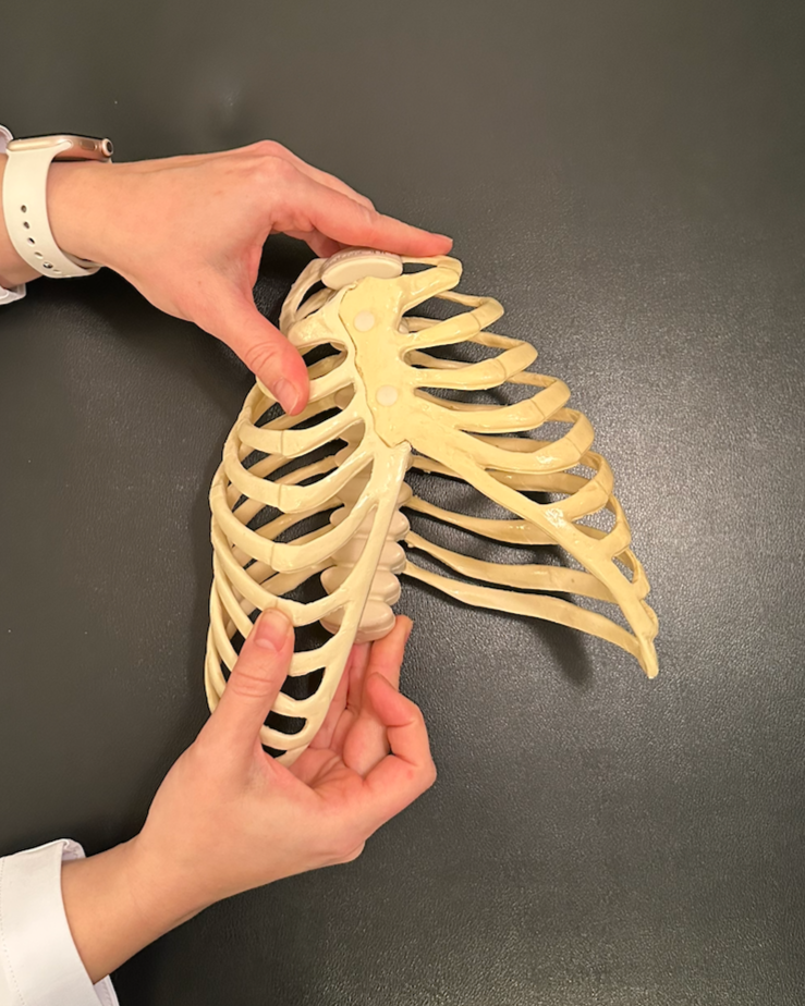 Anatomical illustration of the human ribcage showing rib positioning and thoracic structure. Shows a Right BC Pattern. A physical therapy movement pattern that needs treatment an alters breathing mechanics. the Right side of the rib cage is collapsed