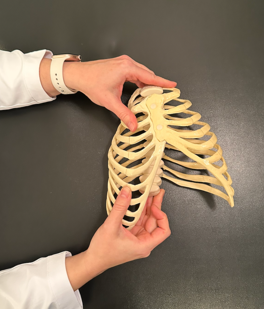 Rib cage demonstrating left rib flare, often seen in asymmetrical posture patterns assessed in physical therapy or PRI-based exercises.