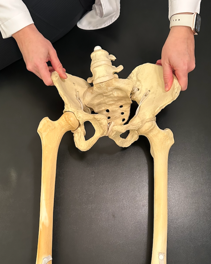 Asymmetrical Left AIC pattern. This photo demonstrates this movement pattern and how it has your hips altered in a way that causes pain and discomfort. the hips are twisted. Dr. Sarah Petrich used the skeleton to show how the hips lay while in rest.