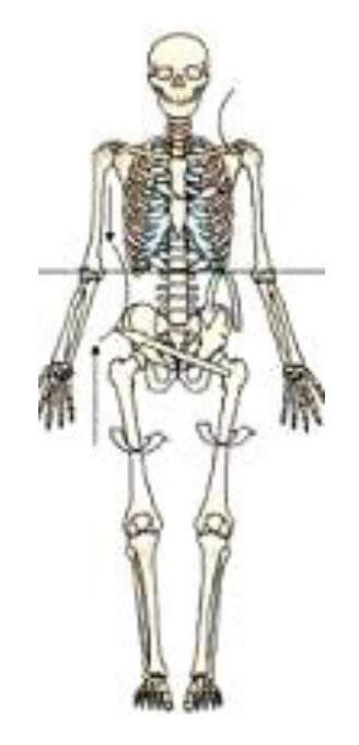 Anatomical skeleton model in a twisted posture, showing spinal rotation, rib cage asymmetry, and torso alignment for educational purposes.
