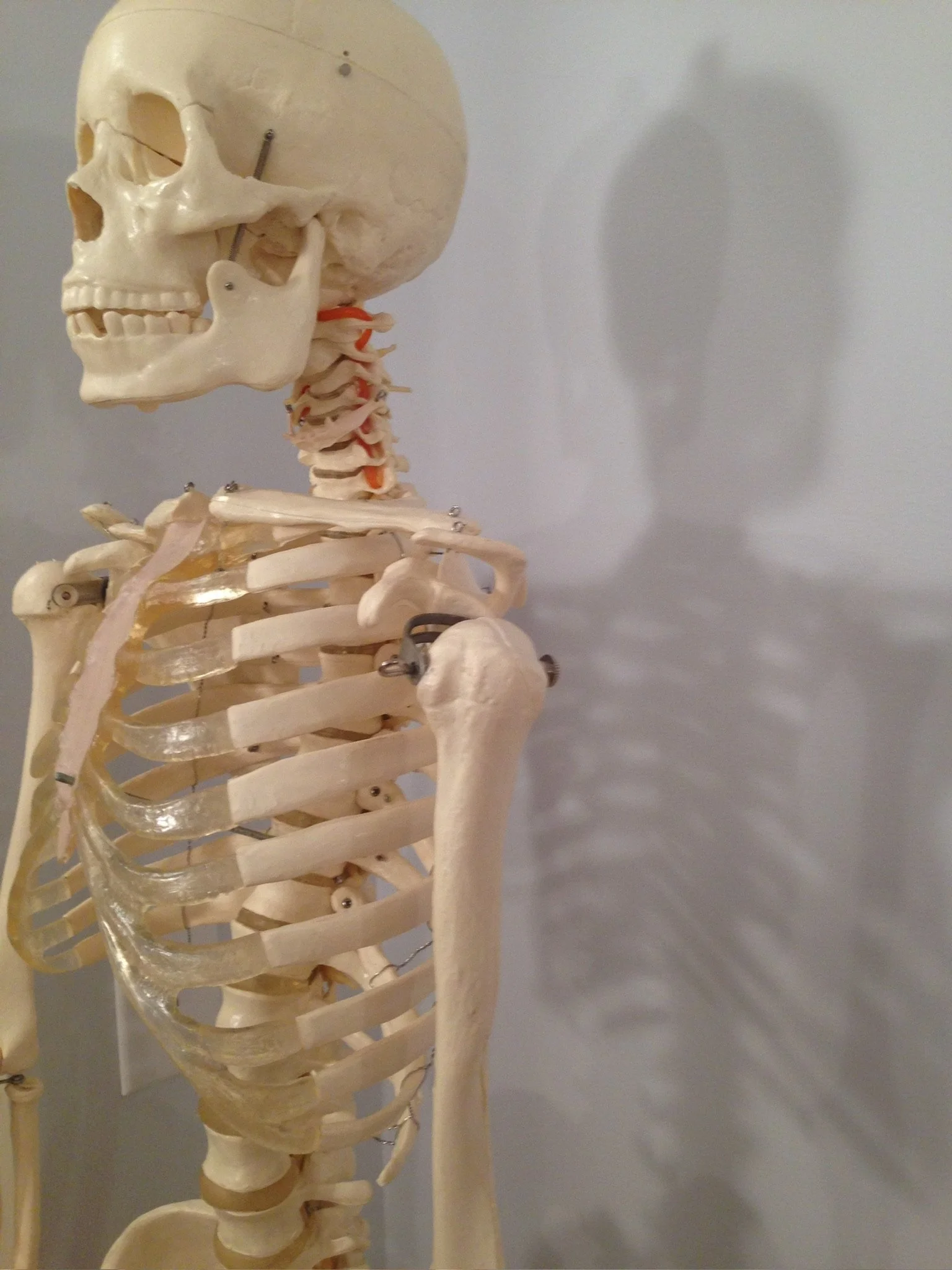 Anatomical skeleton model with shadows emphasizing bone structure and alignment.