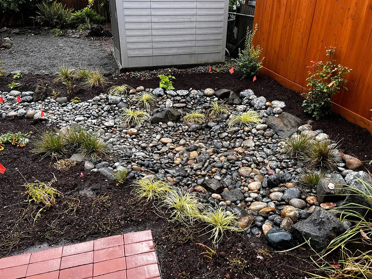 A landscaped backyard garden with a dry riverbed made of small, smooth river rocks, surrounded by young plants and bushes, with a wooden fence on the right and a gray shed in the background.