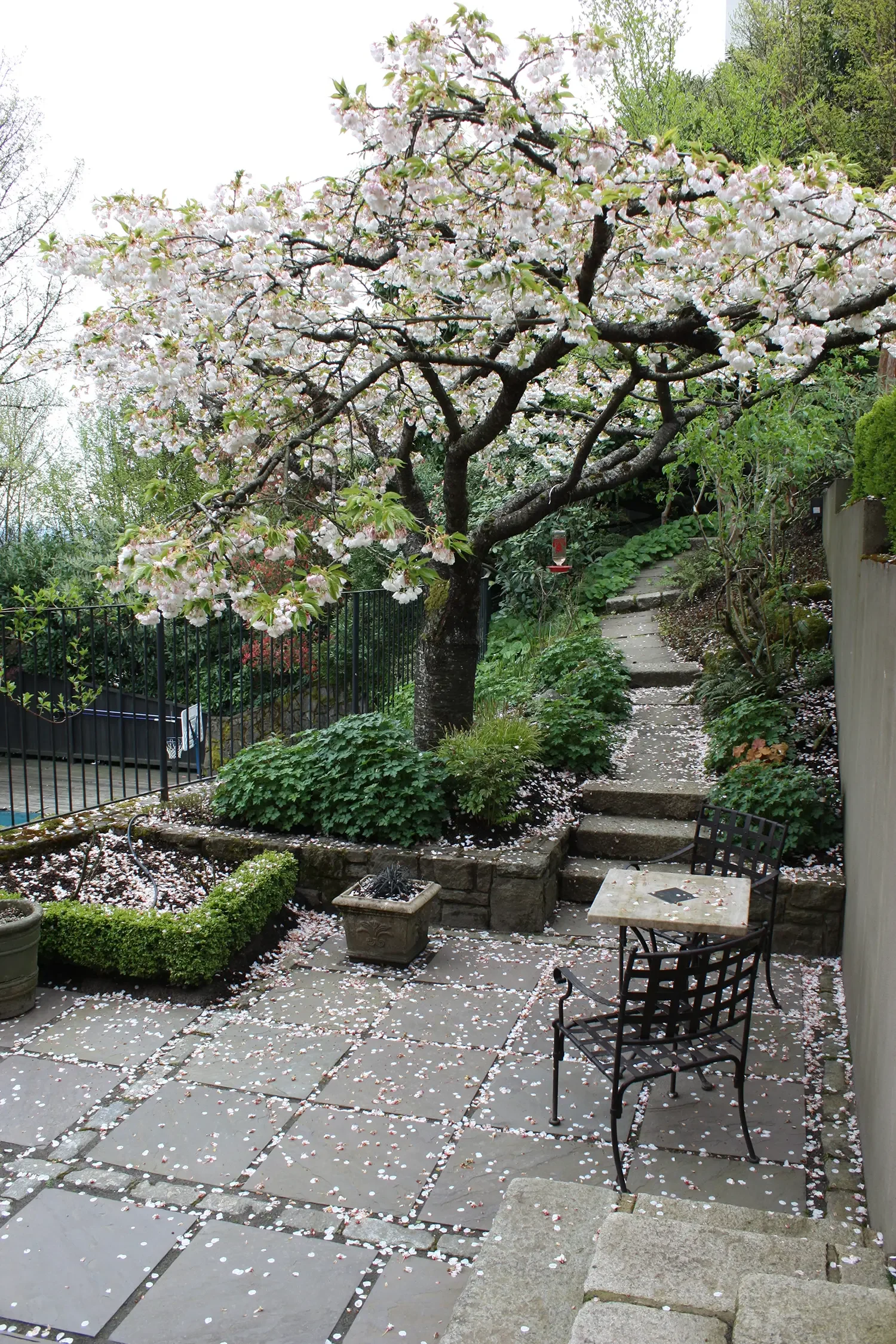 A garden patio with stone tiles, a black metal table and chairs, a blossoming cherry tree, and stone steps leading up a hillside, surrounded by green shrubs and plants.