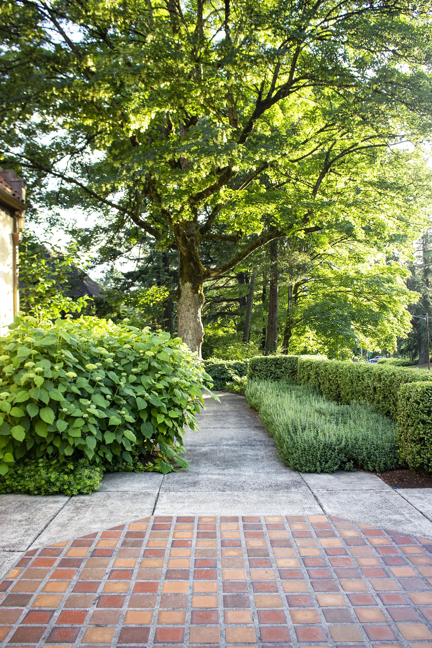 A sidewalk bordered by green bushes and trees in sunlight.