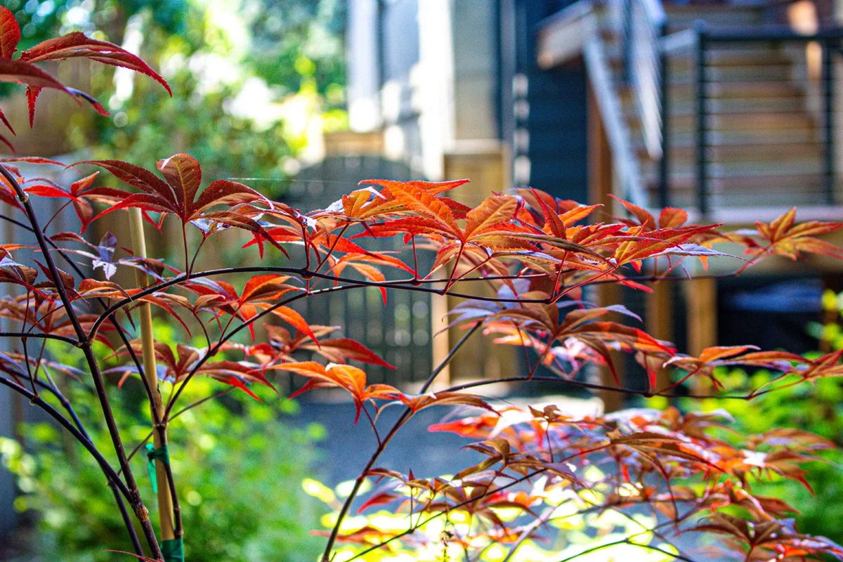 Before and After: Sustainable Outdoor Living