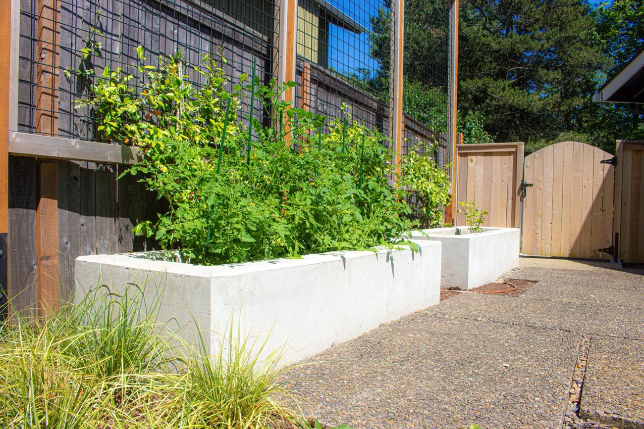 Garden bed with tall green plants, surrounded by a wooden fence and gate, on a paved outdoor area.