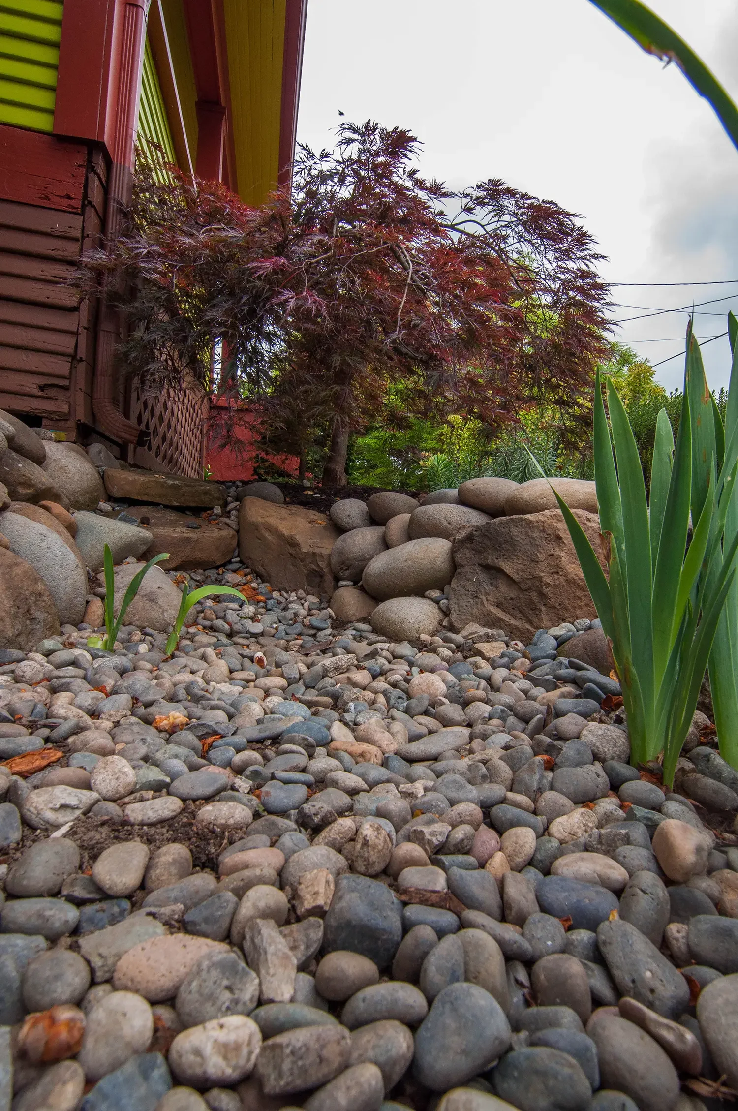 Close-up view of a garden pathway with small rocks, larger rocks, and green plants near a reddish-brown house with green trim and a Japanese maple tree.