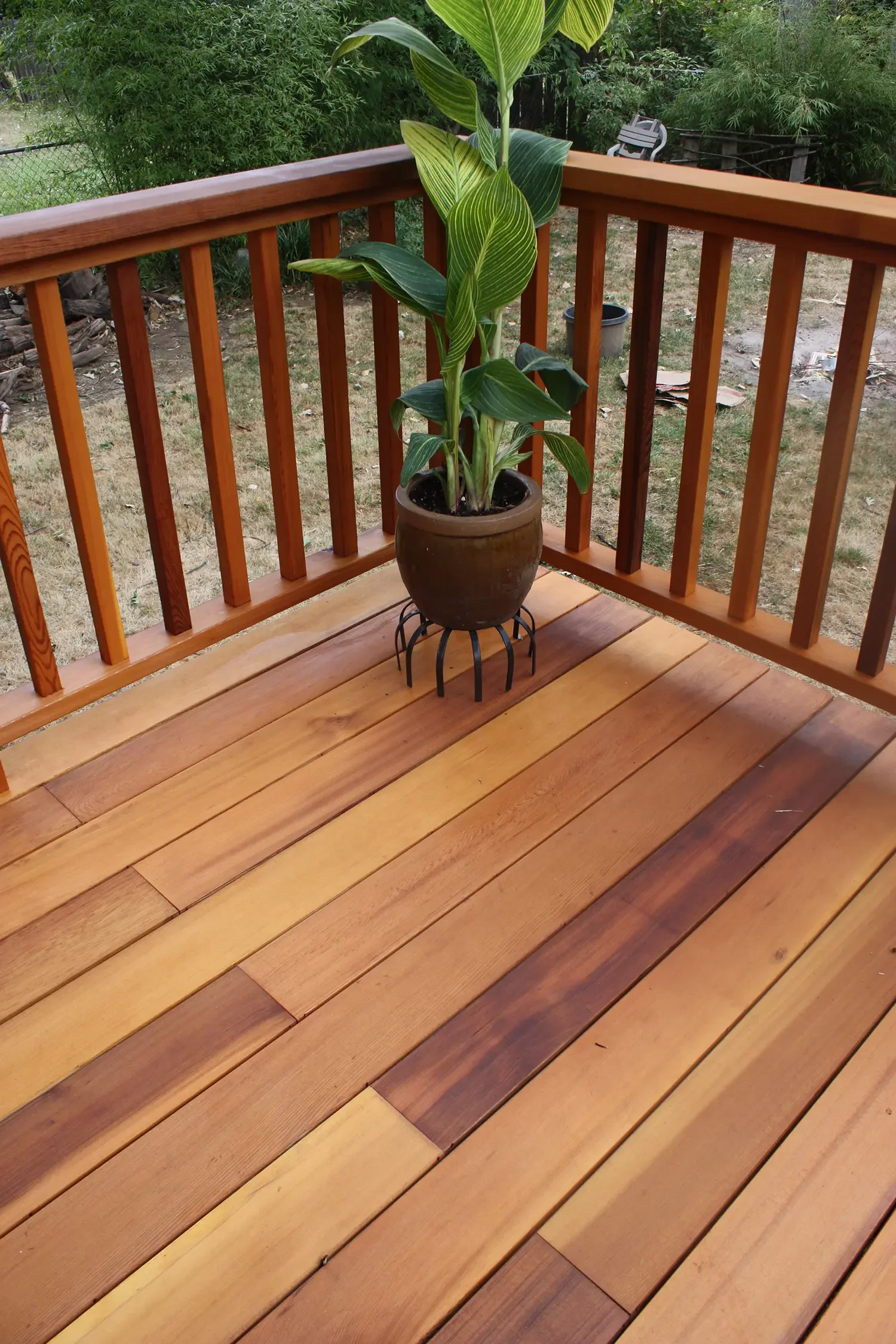 A potted plant with large green leaves on a wooden deck, with a brown railing and an outdoor yard in the background.