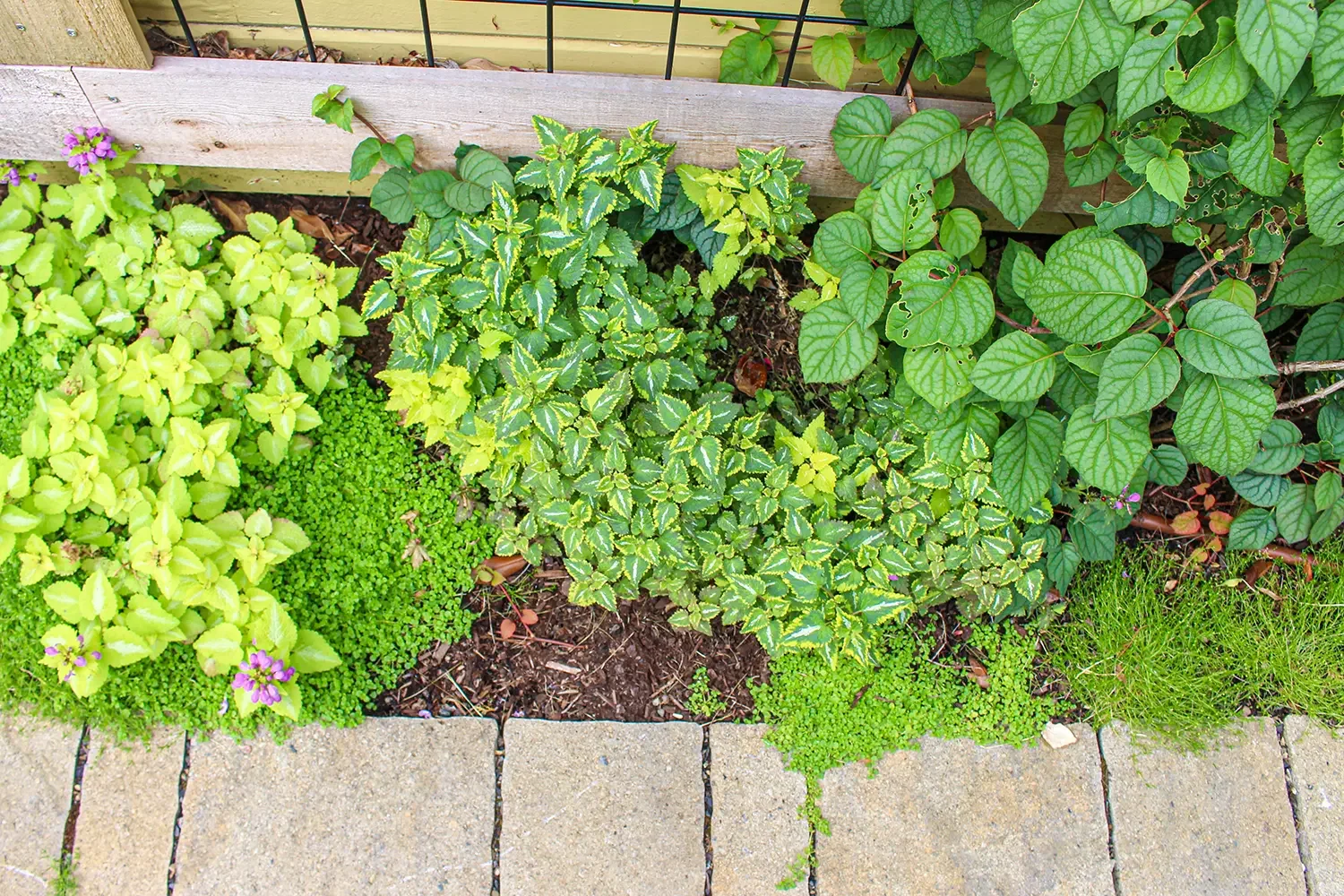 A garden bed with various green plants and purple flowers, bordered by a wooden fence and a brick walkway.