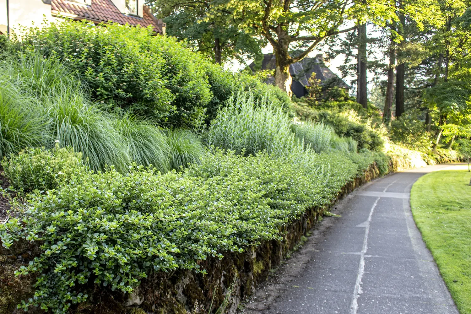 A winding sidewalk next to a lush, green garden with various shrubs, grasses, and trees, in sunlight.