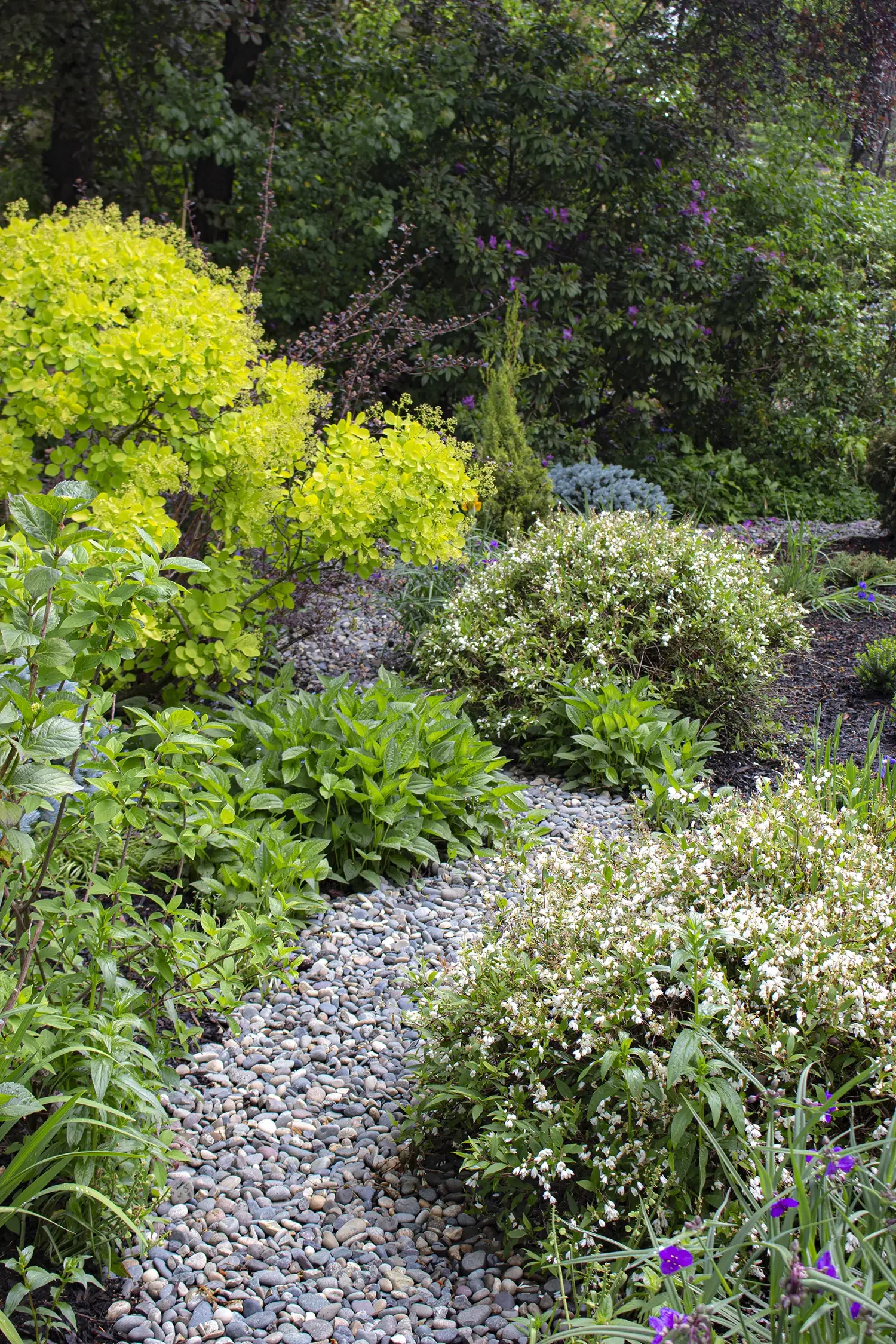 A vibrant garden scene with a pebbled pathway bordered by lush green shrubs, flowering bushes, and tall trees with purple flowers, creating a peaceful outdoor space.