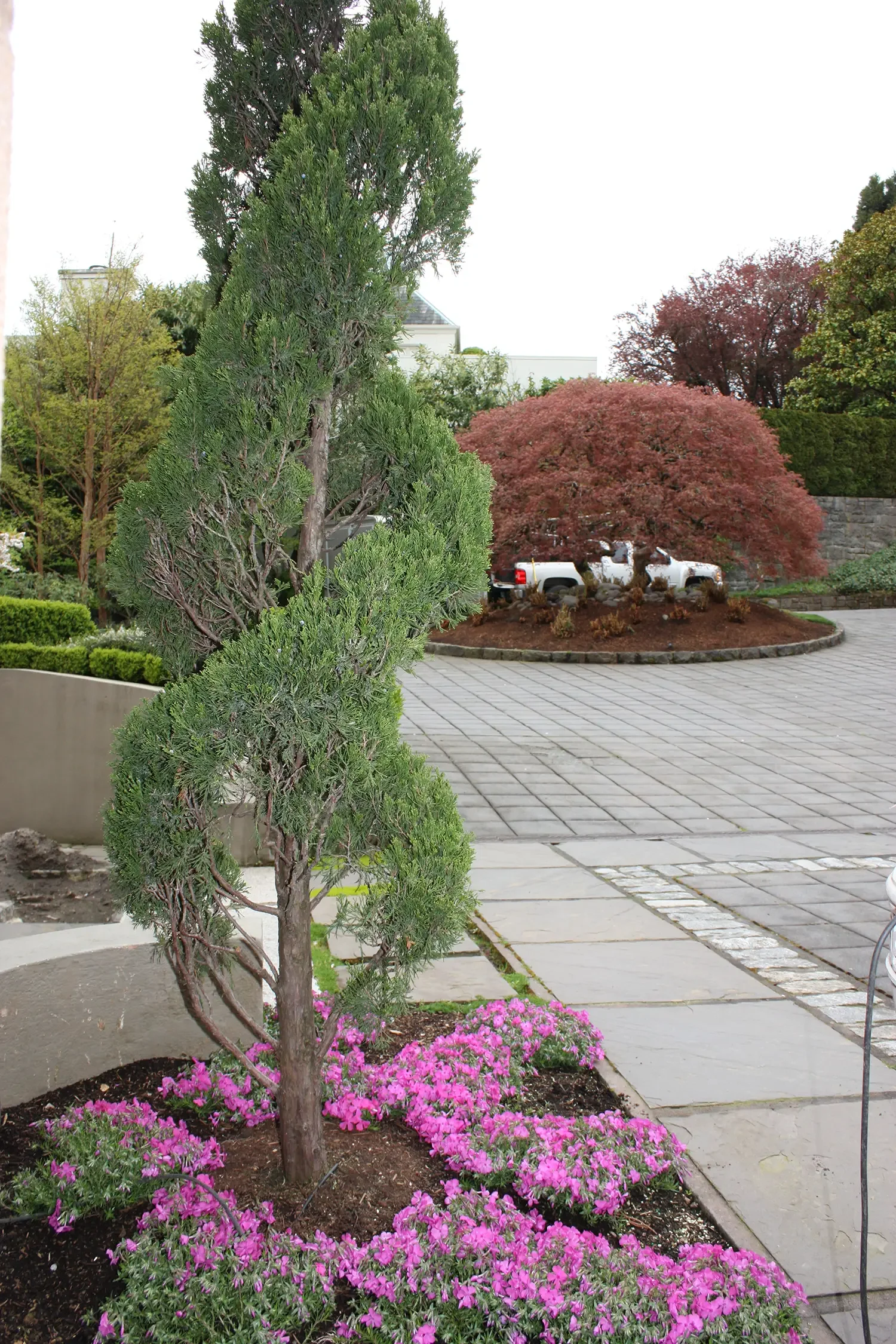 A landscaped garden with a small, twisted evergreen tree surrounded by pink flowers, a paved pathway, and a parking area with cars and a large tree with reddish leaves in the background.
