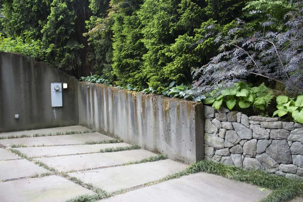 Concrete driveway with grass growing between the slabs, concrete retaining wall with rust stains, and a garden with green and purple-leafed plants and trees behind the wall.