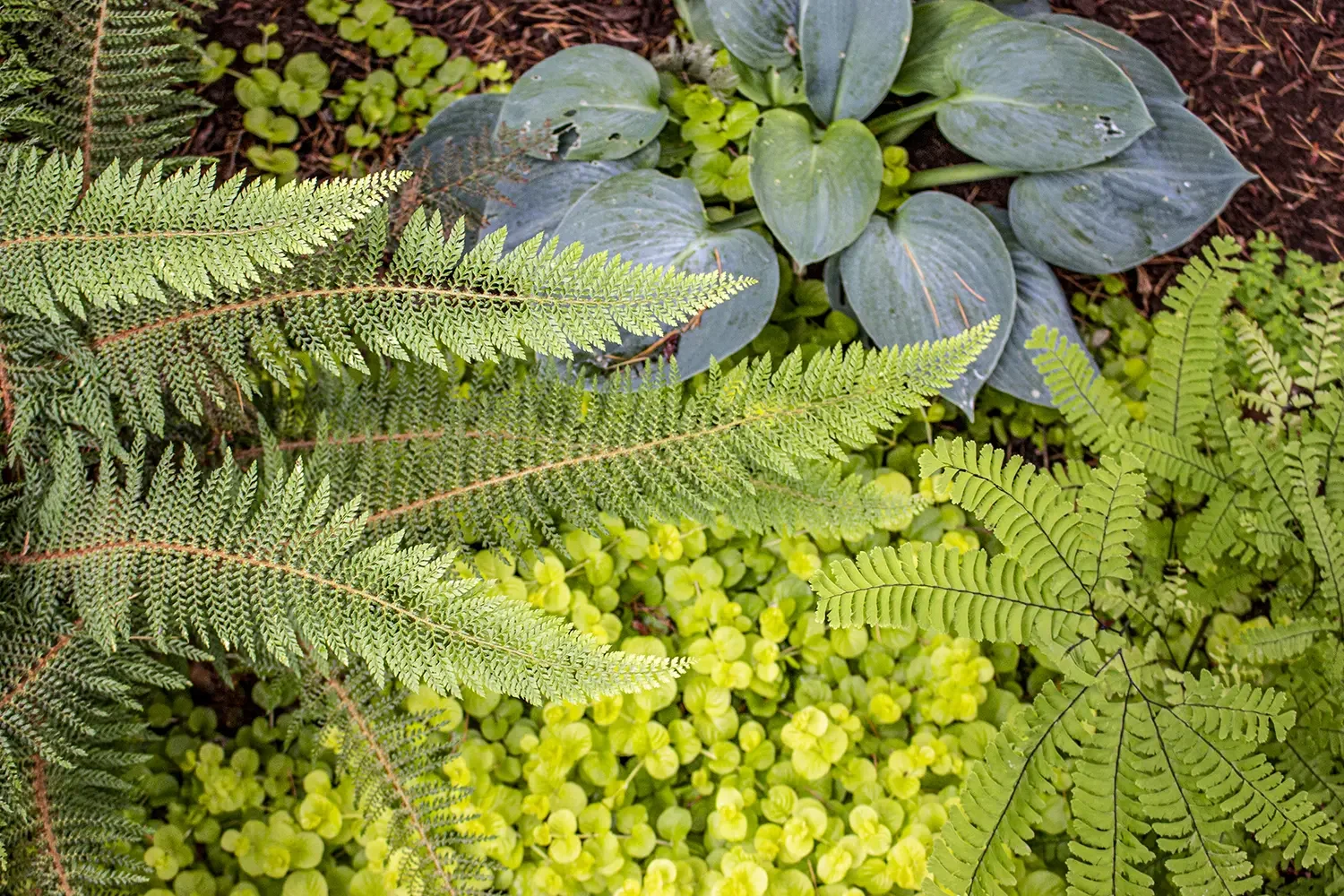 Close-up of various green plants including fern, hosta, and ground cover with small round leaves.