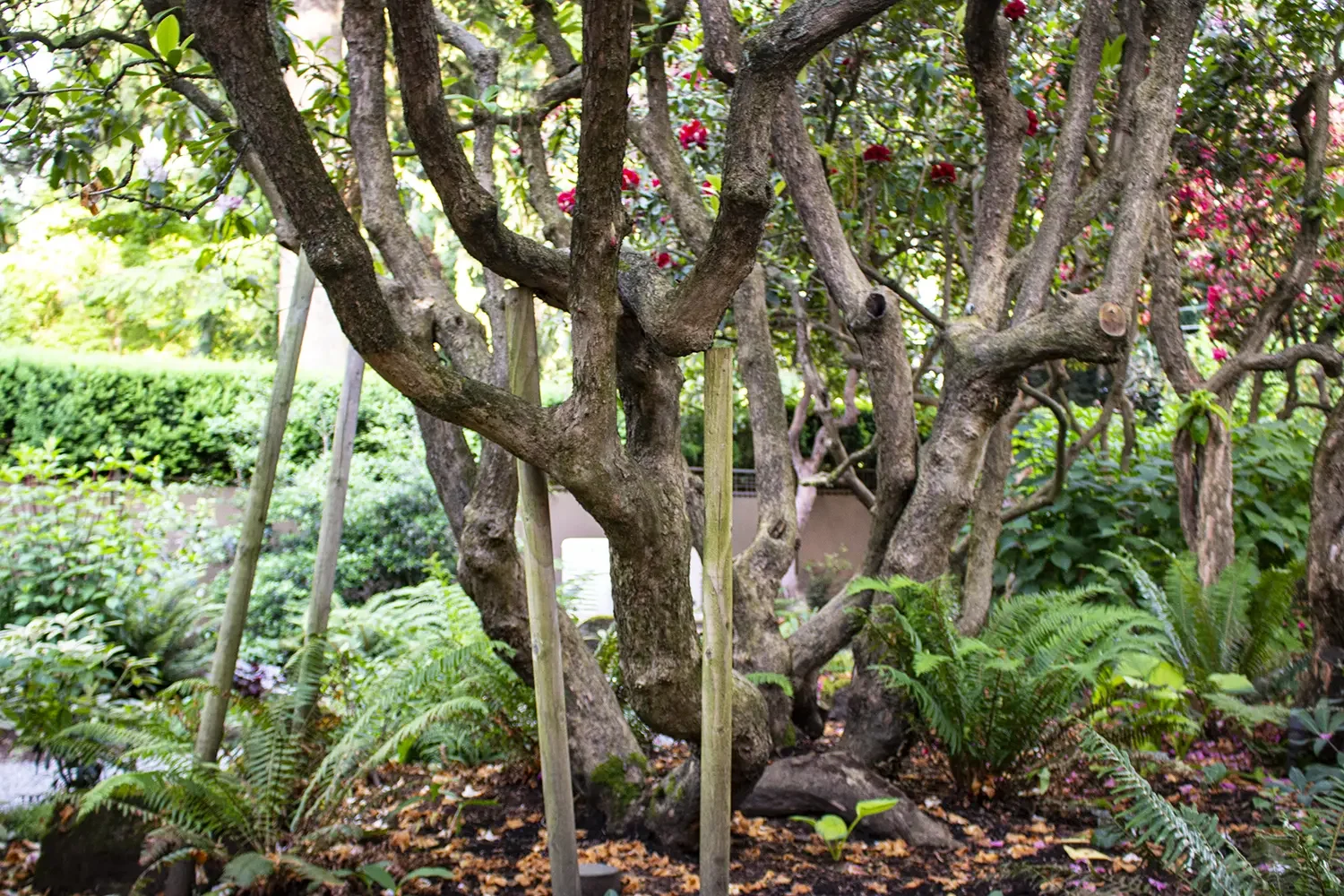 A mature tree with twisting branches surrounded by lush green foliage and ferns in a garden.