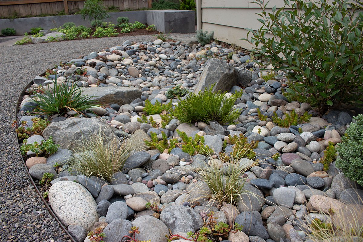 Landscape garden with landscaped dry riverbed filled with various-sized smooth, rounded stones and rocks, surrounded by plants and shrubs, with a house and a wooden fence in the background.