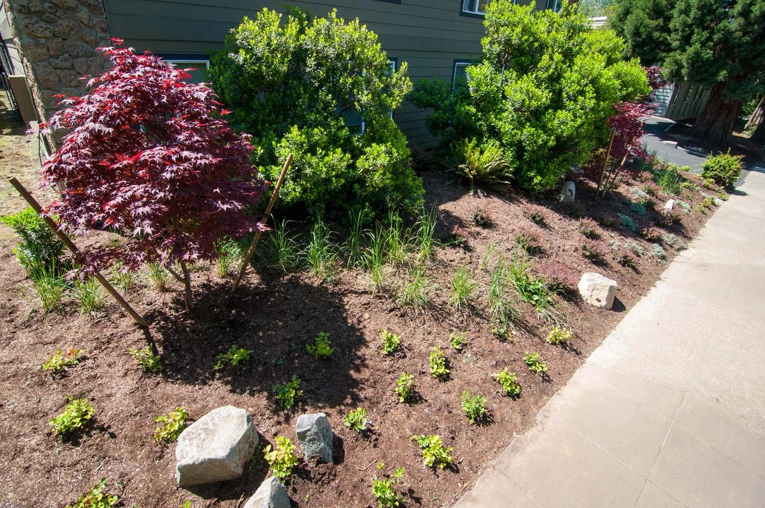 Native-Planting-Apartment.jpg