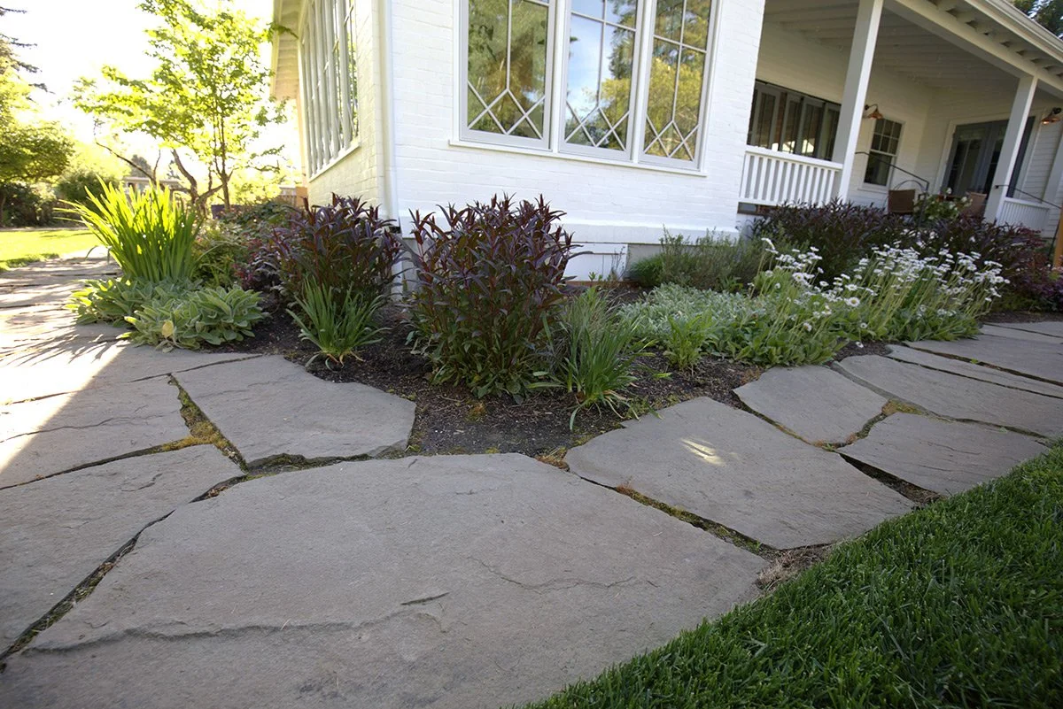 Stone pathway in front of a white house with garden beds and various plants, including tall green and purple foliage and white flowering plants, on a sunny day.