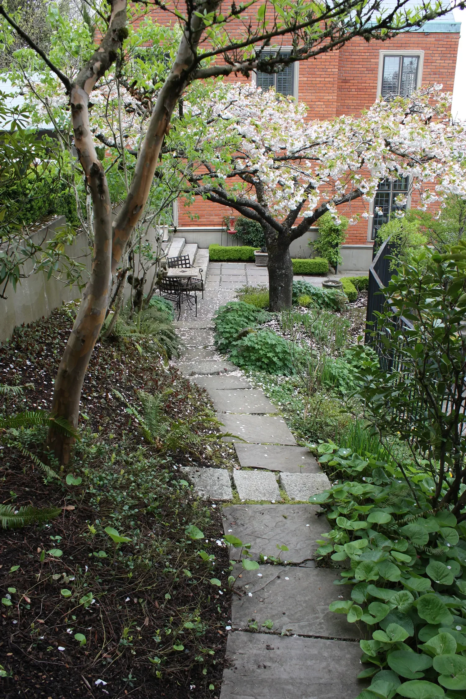 A garden pathway with stone slabs, surrounded by green plants and trees, leading to a patio with benches and a blooming cherry blossom tree.