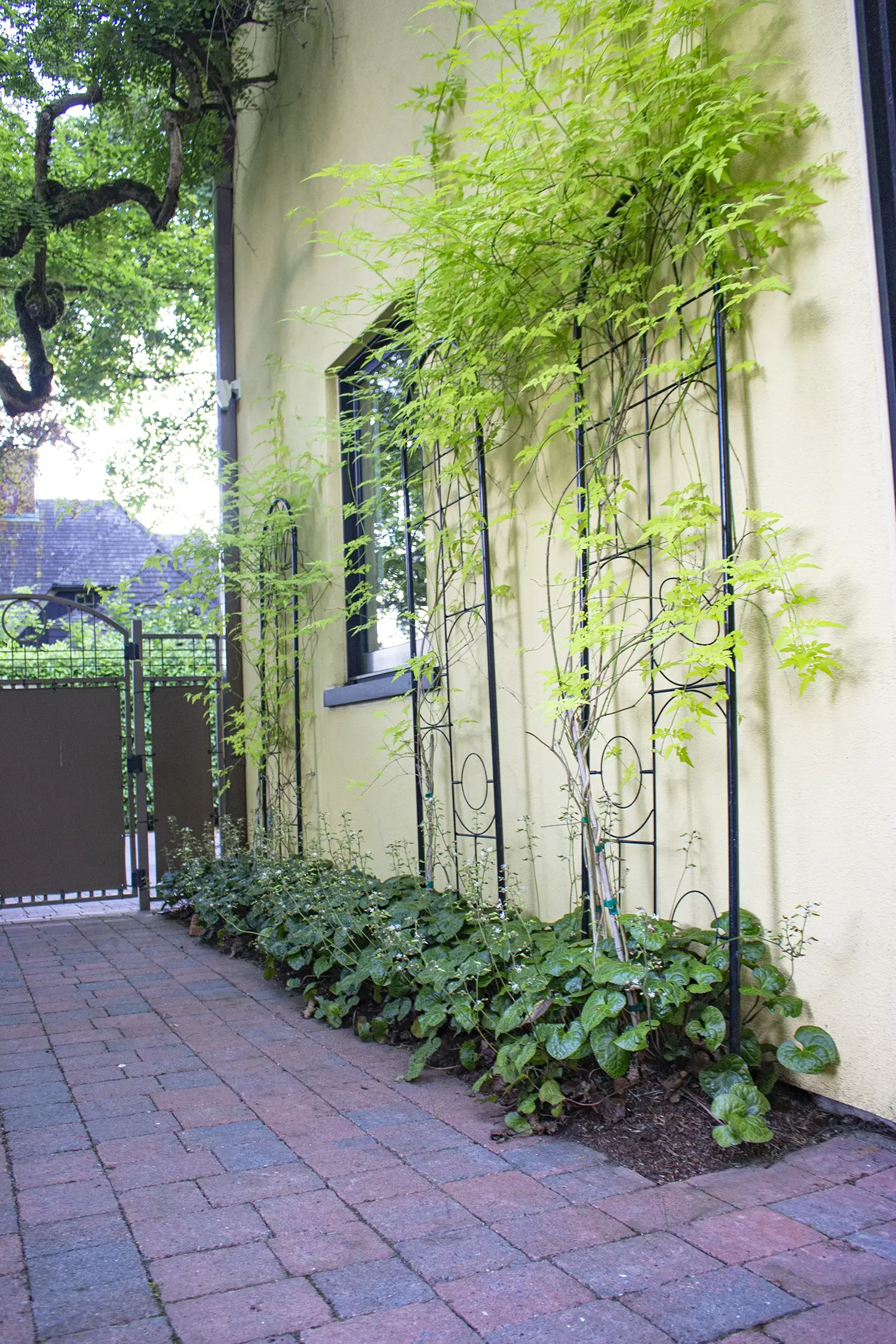 Green climbing plants supported by black metal trellises growing along a yellow exterior wall with a window, next to a paved sidewalk and a garden gate.