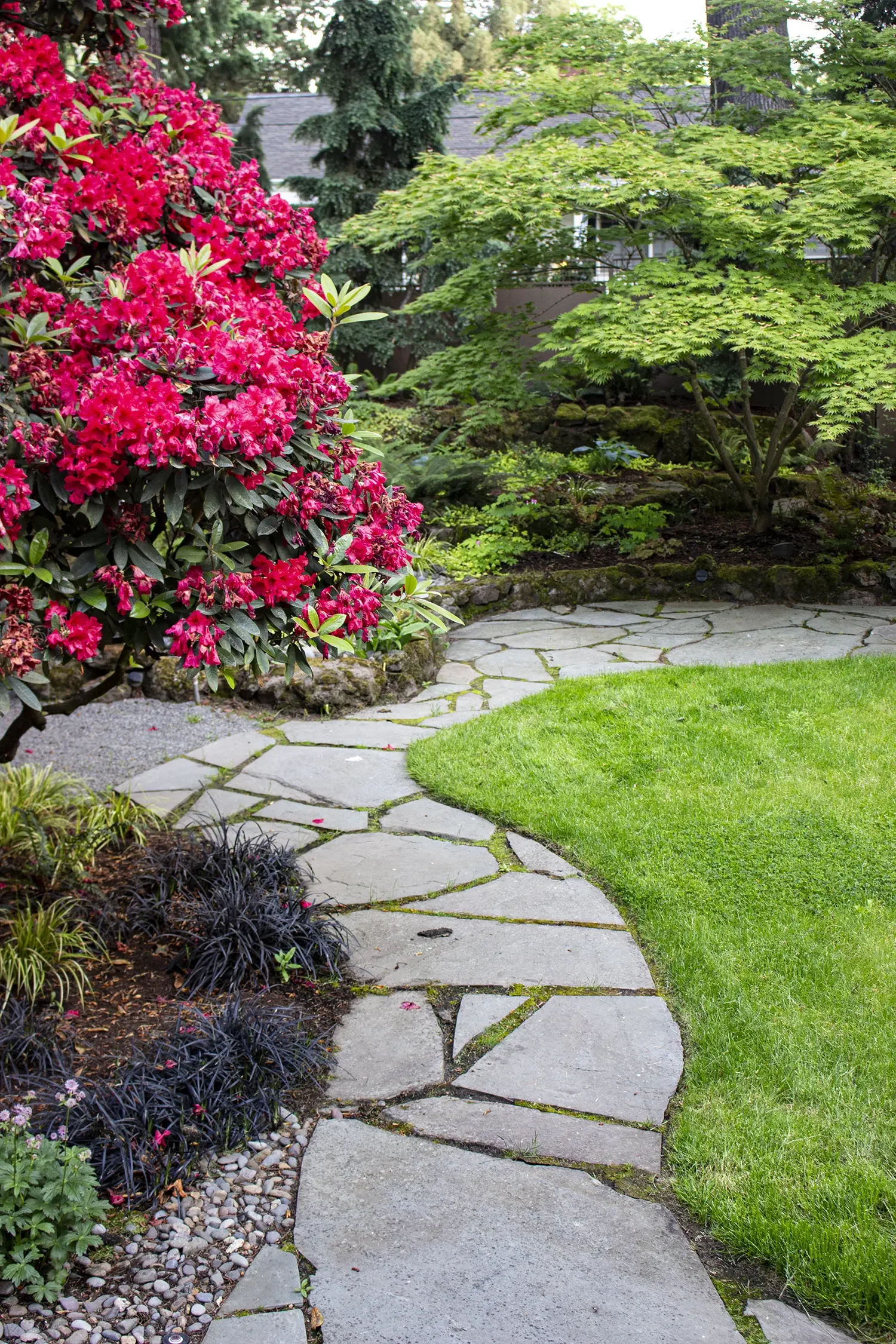 A winding stone pathway in a well-maintained garden, with bright pink flowering bushes on one side, a lush green lawn on the other, and various trees and plants in the background.