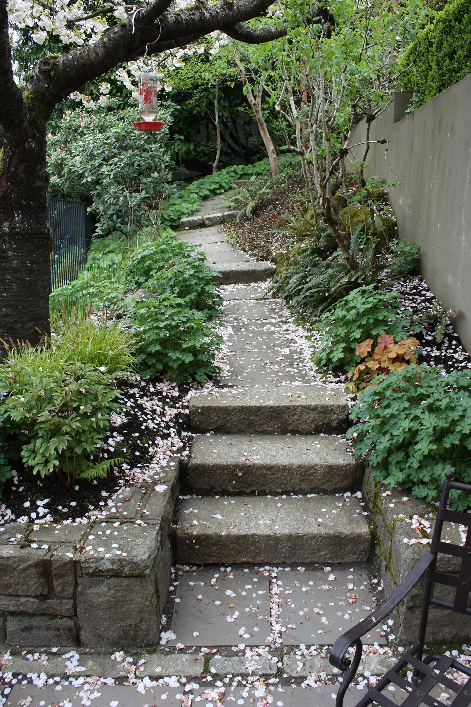 Stone steps leading up a garden pathway, surrounded by lush green plants and trees, with fallen flower petals scattered on the ground.