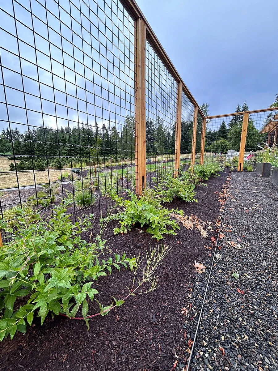 A garden with young plants growing along a wire fence in an outdoor setting, with a gravel pathway on the right and a row of trees and a cloudy sky in the background.