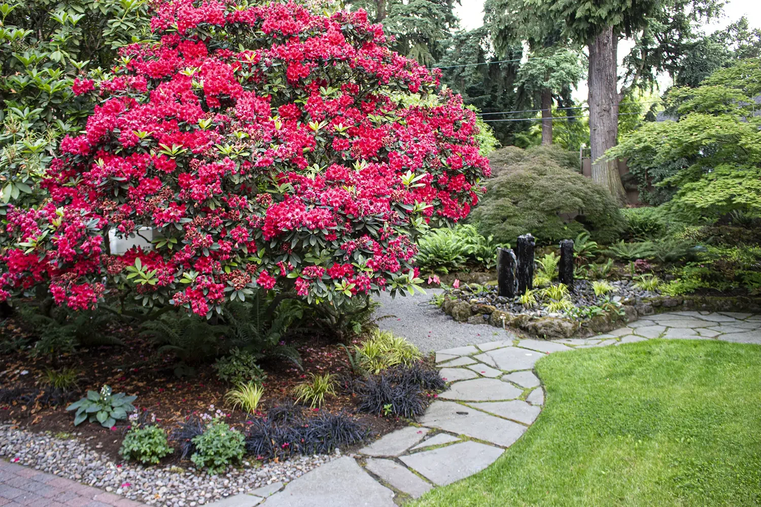 A lush garden with a large pink flowering shrub, a stone pathway, green grass, various plants, trees, and a small rock decoration with black upright stones.