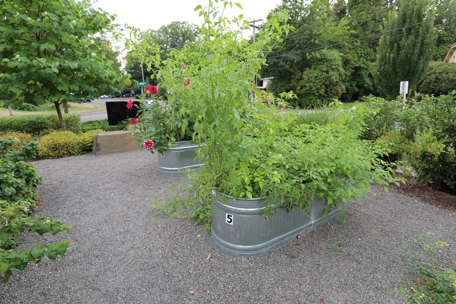 Raised-Beds.jpg
