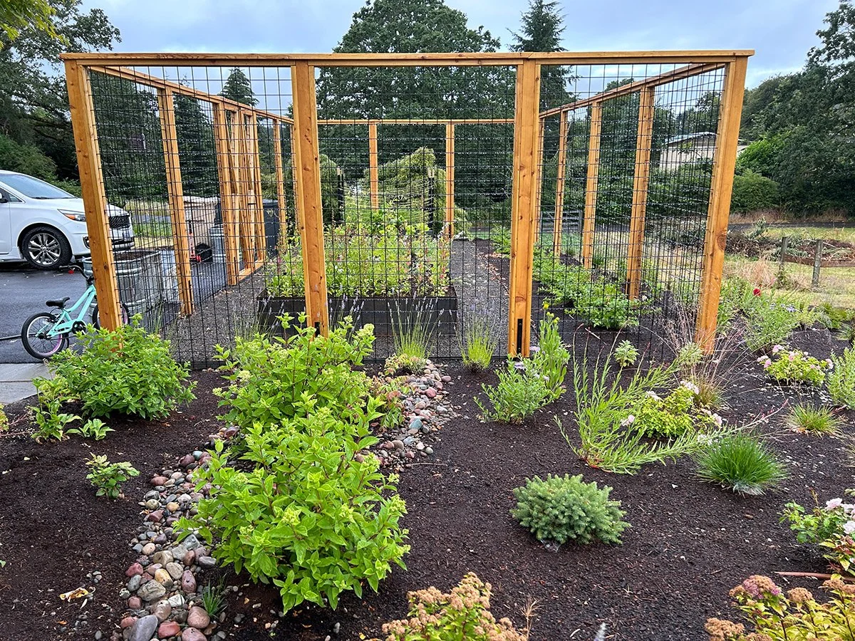 A garden with a wooden and wire fence enclosure, containing various plants and vegetables, with a parking lot and trees in the background.