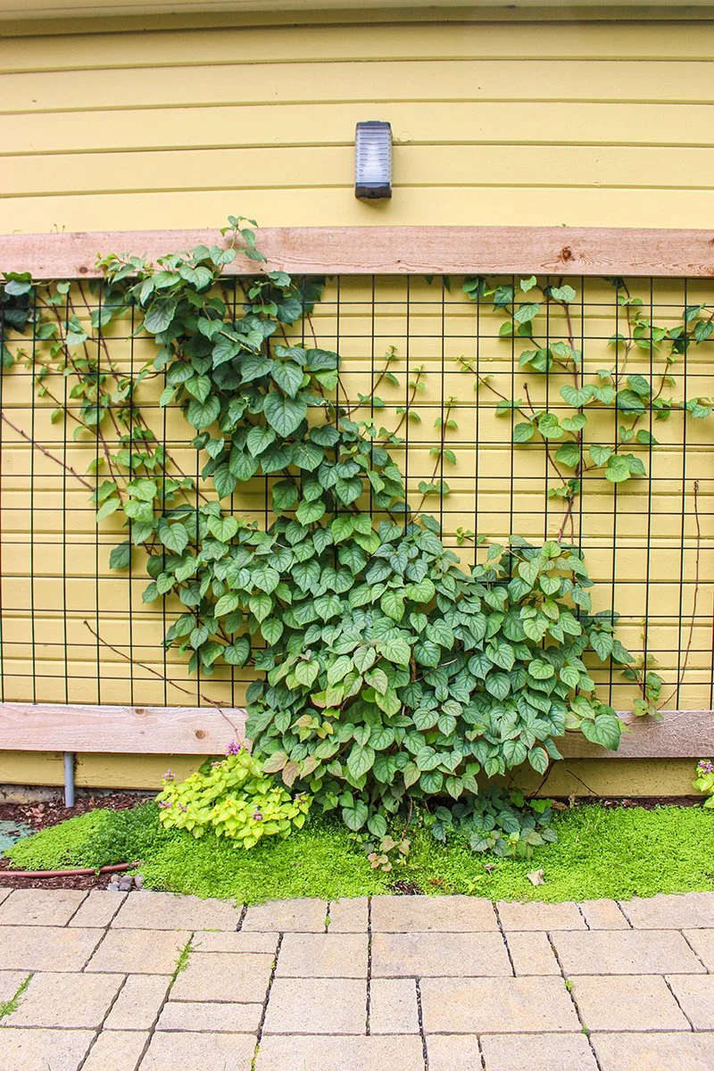 Vine growing on a black metal garden trellis attached to a yellow wooden wall outside.