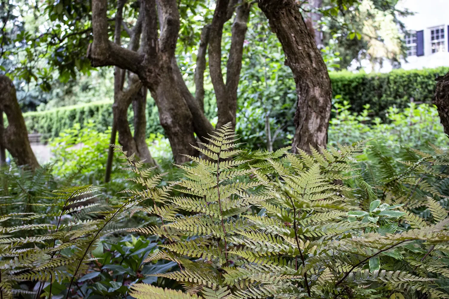 Dense green vegetation with ferns in the foreground and trees with textured bark in the background, alongside a hedge and buildings partially visible in the distance.