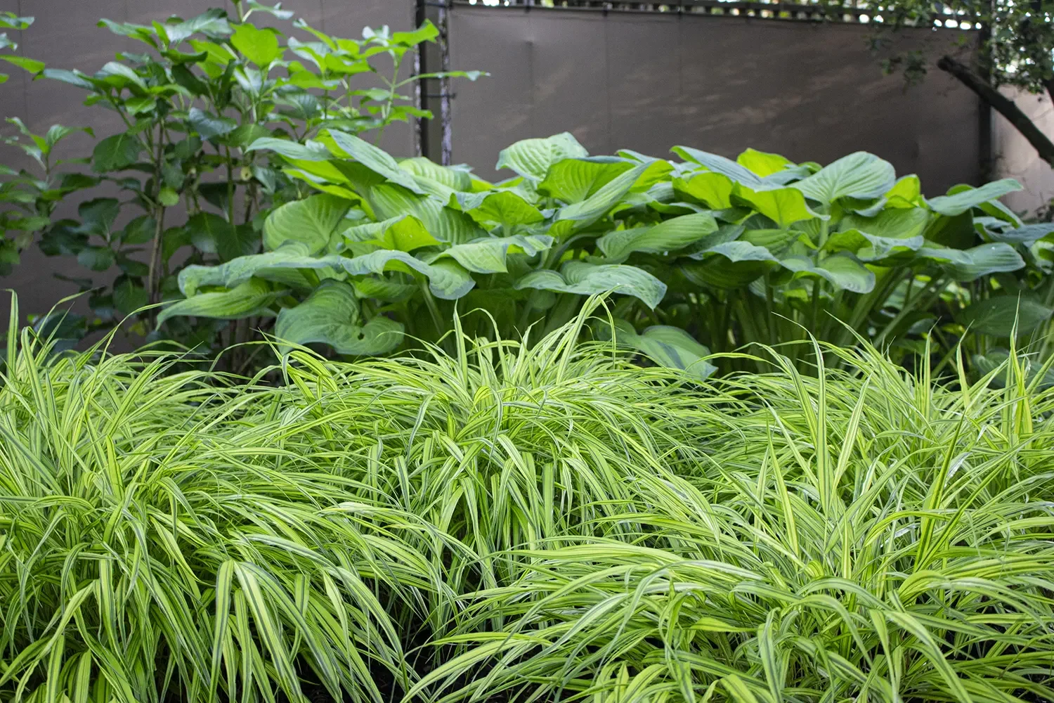 Lush green garden with tall, narrow-leaved grass in the foreground and broad-leaved plants in the background.
