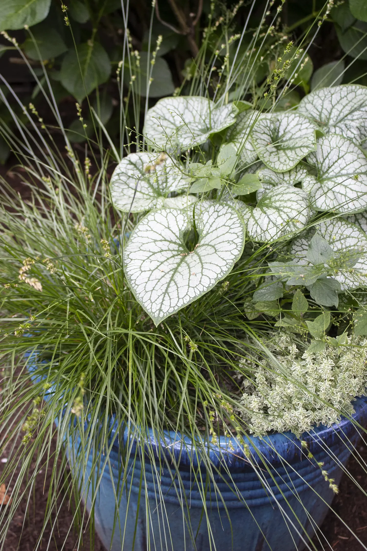 A close-up of a potted plant with large, white-veined, heart-shaped leaves surrounded by tall, thin green grass-like plants, and other greenery in the background.