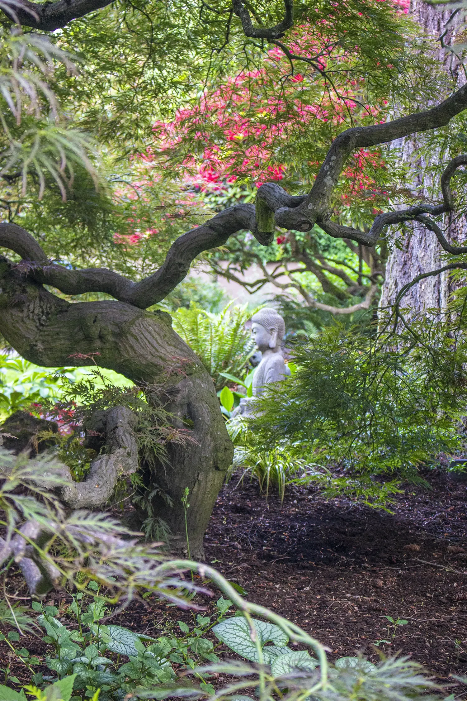 A garden scene with a twisted, gnarled tree and a stone Buddha statue surrounded by lush green foliage and pink flowering plants.