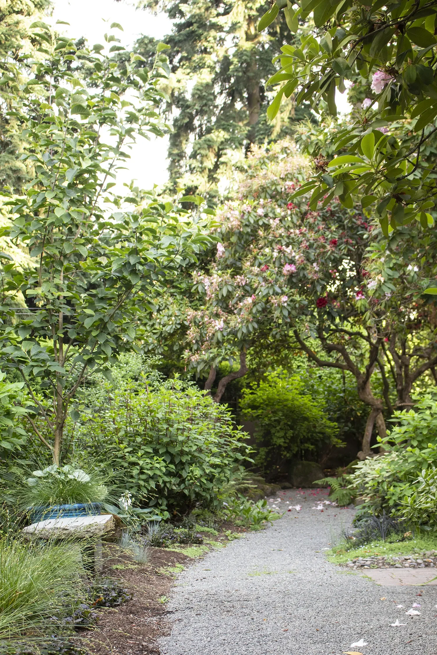 A peaceful garden pathway surrounded by green shrubs and flowering trees with pink and white blossoms.