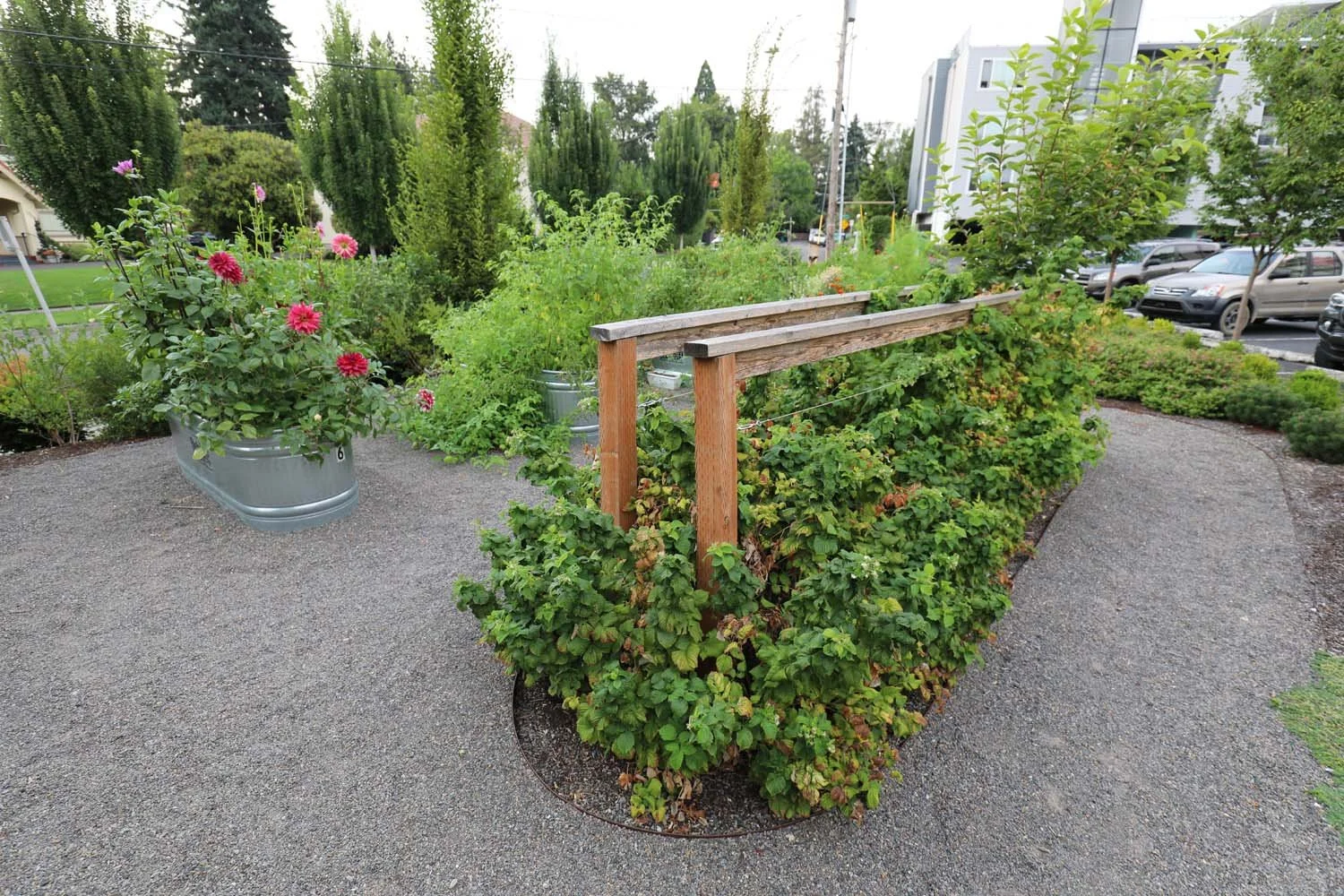 Apartment-Garden-Raspberries.jpg
