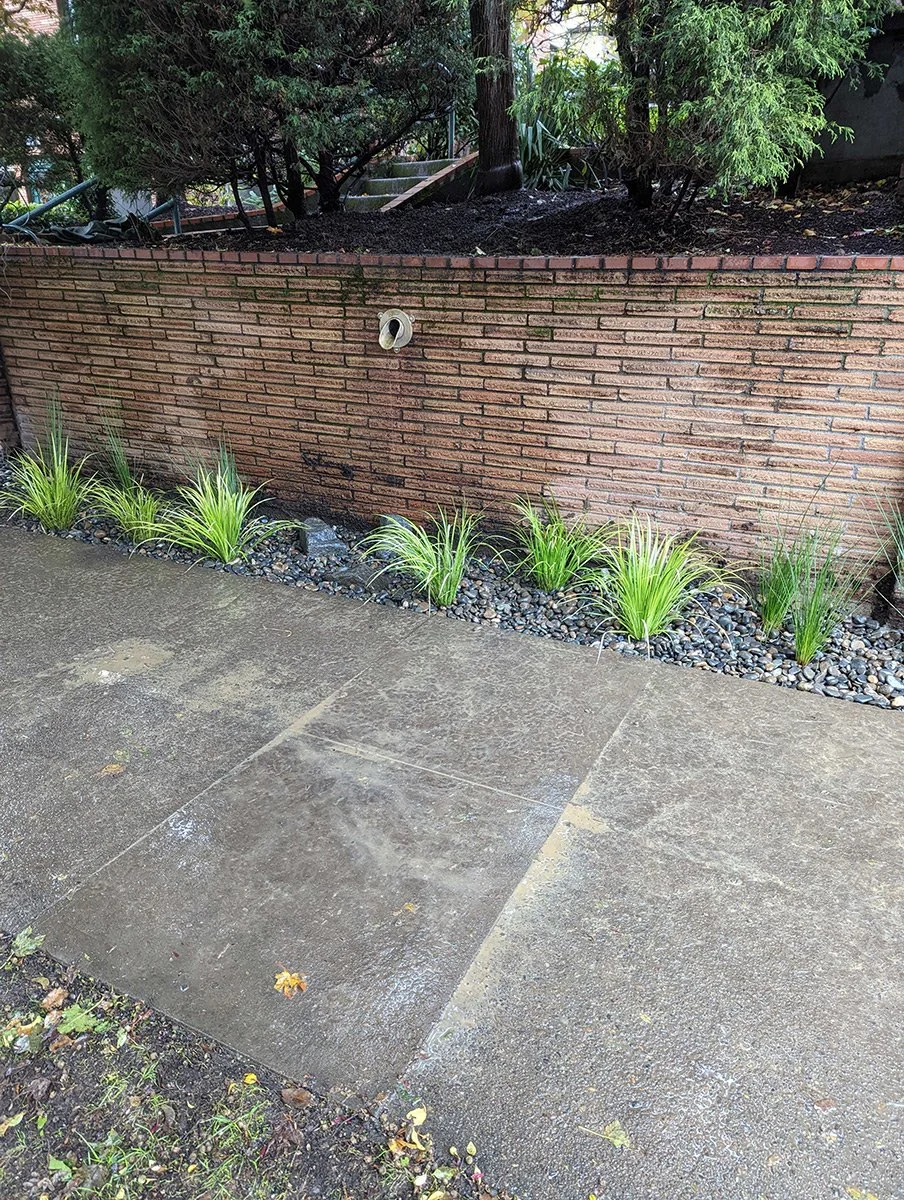 Wet concrete sidewalk next to a brick wall with a small garden bed containing green ornamental grass and rocks, with trees and bushes behind the wall.