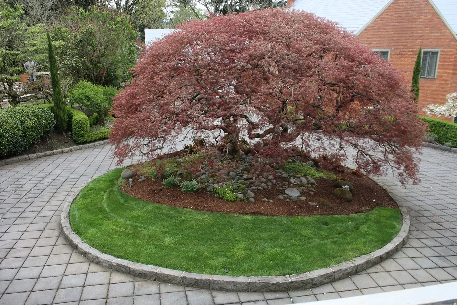 A large, pink-leaved Japanese maple tree is centered in a small landscaped garden with layered rocks and a surrounding circular gray brick border. The garden has green grass, soil, and plants, with a paved walkway encircling it and a two-story house 