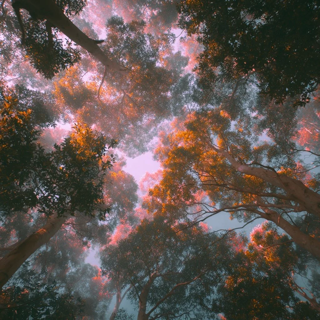 Magical Morning wall decor art print of trees forest sunrise sunset