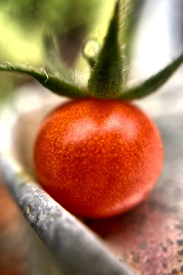 Close-up of a cherry tomato attached to its green vine, with a blurred background.