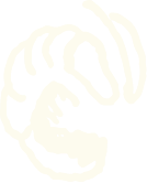 Cream colored line art illustration of a shrimp