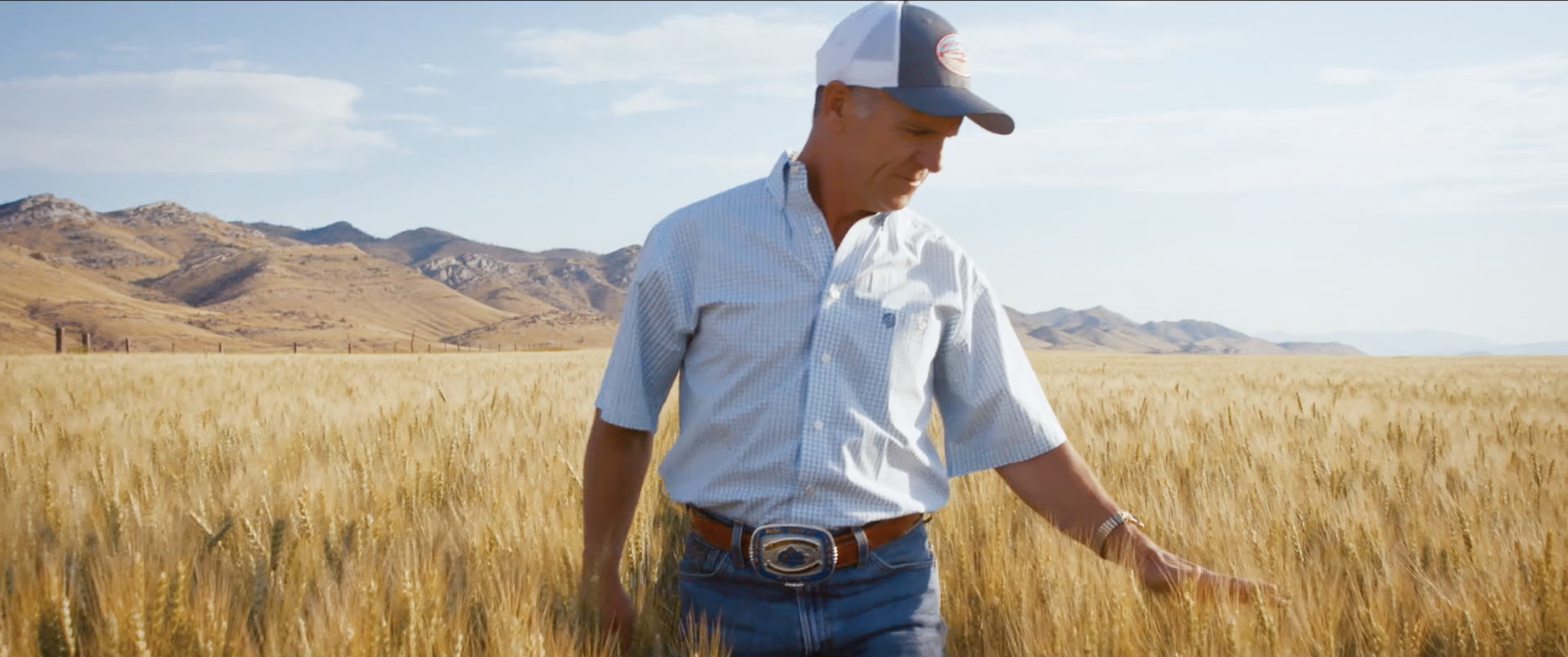 La Brea Bakery - Montanta Wheat