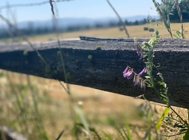 Close-up of a wooden fence post with purple flowers growing on it, in a rural outdoor setting with fields in the background.