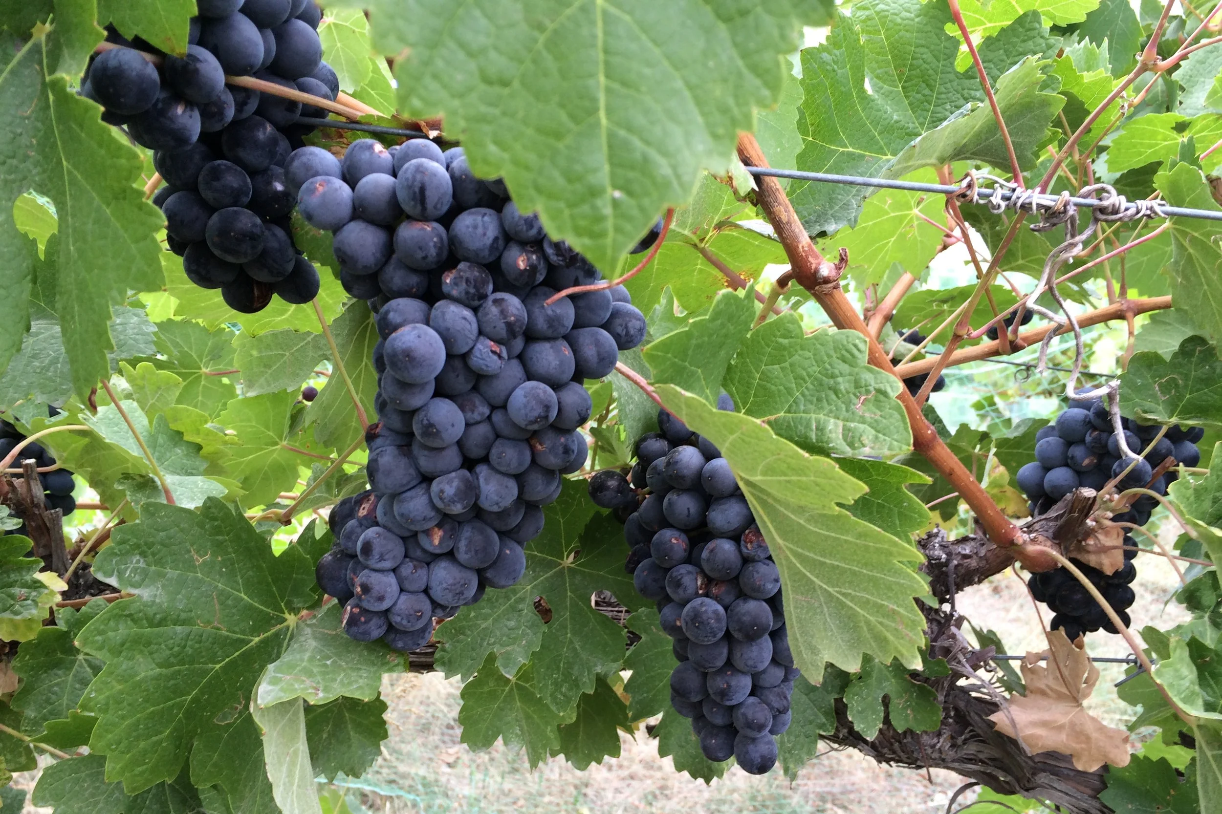 Clusters of ripe dark purple grapes growing on a vine among green leaves.