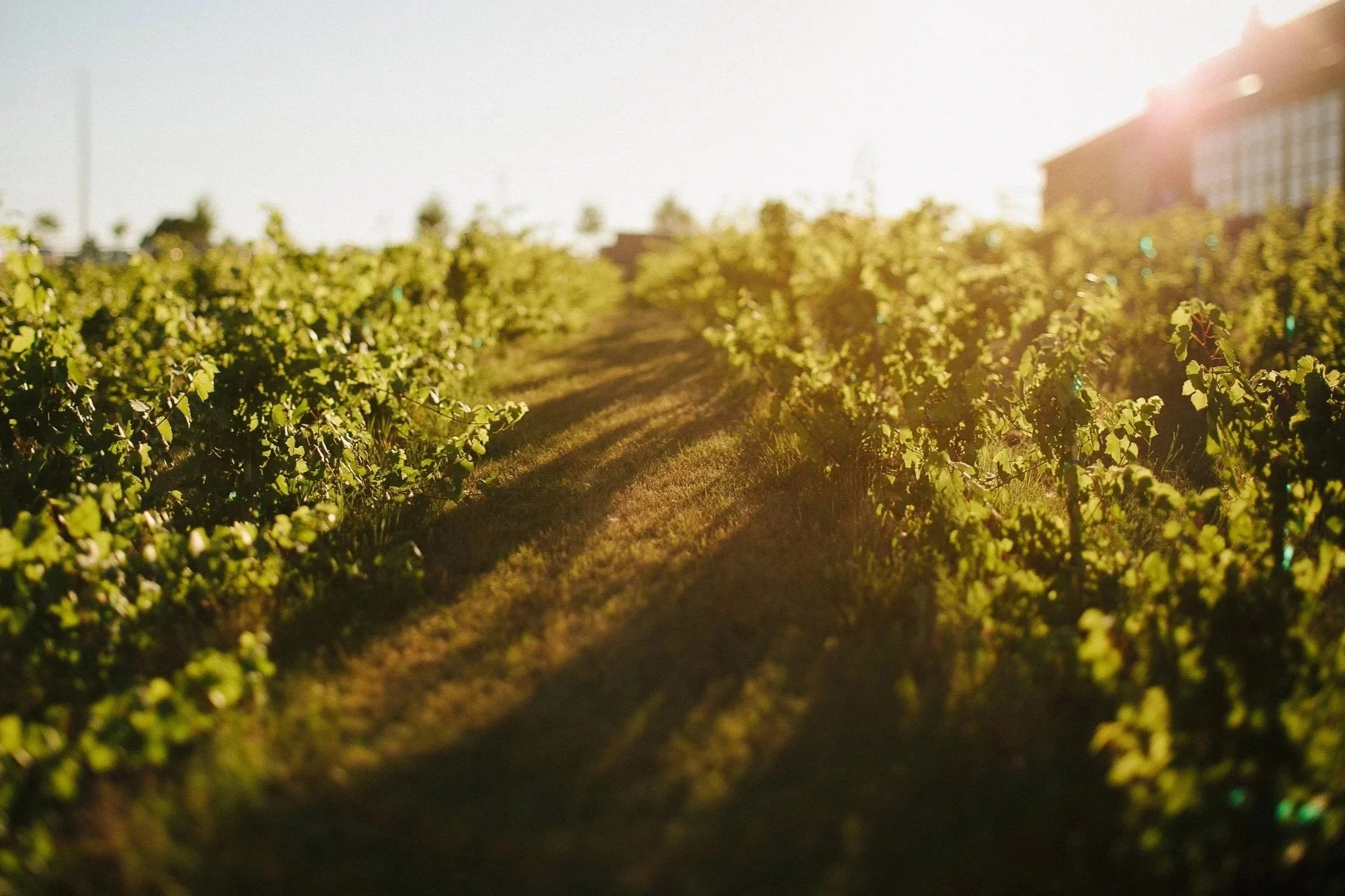vineyard.jpg